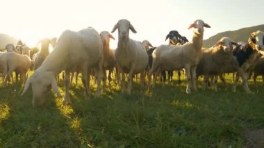 Güneş doğarken otlayan kuzular merakla kameraya bakarlar..