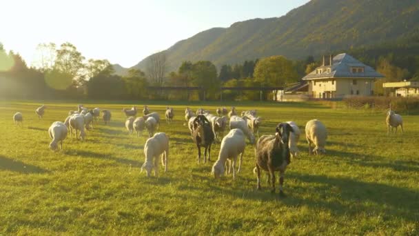 Ritratto: Raggi di sole dorati del mattino brillano su uno stormo di pecore che si avvicina alla macchina fotografica. — Video Stock