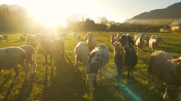 Sluiten omhoog: kudde schapen strooit rond weide na het komen te dicht bij de camera — Stockvideo