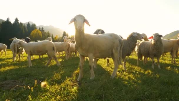 ÂNGULO BAIXO: Rebanho de ovelhas curiosas passeiam pelo pasto fechado ao nascer do sol. — Vídeo de Stock