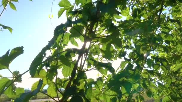 AFSLUITEN: Verblindende zonnestralen schijnen door hop bladeren ruisen in de wind. — Stockvideo