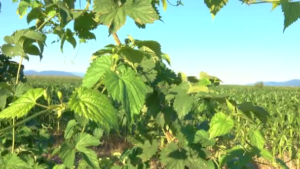 FERMER : Vue détaillée des feuilles de houblon qui bruissent dans la brise. — Video