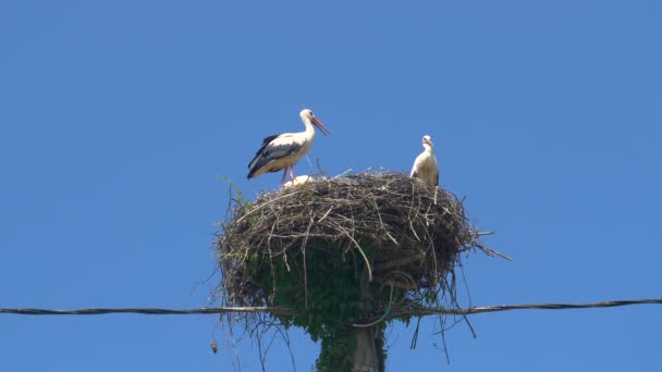 Los padres cuidan de la linda cigüeña bebé mientras anidan encima de una columna de madera — Vídeos de Stock