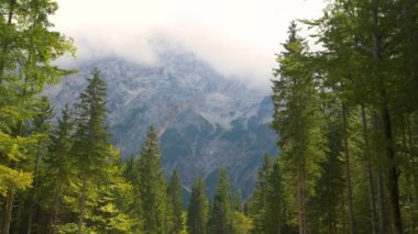 Bulutların arasında saklanan Rocky Dağı, Ladin Ormanı 'nın üzerinde yükseliyor..