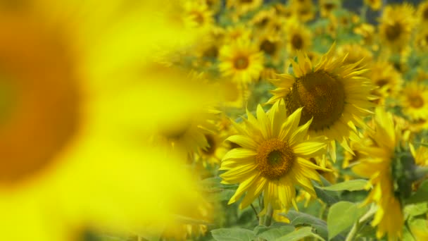 FERMER Prise de vue cinématographique d'une plantation de tournesols alors qu'ils balancent dans la brise