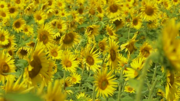 CERRAR, DOF: Vista panorámica de pequeñas abejas volando alrededor de un exuberante campo de girasol — Vídeos de Stock