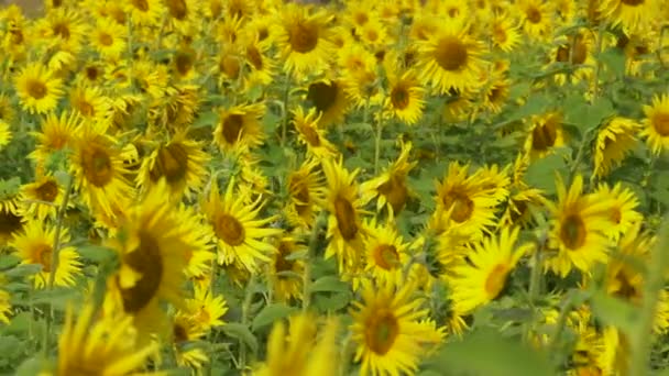 CERRAR: Los girasoles se balancean en la brisa mientras las abejas recogen néctar de las flores — Vídeos de Stock