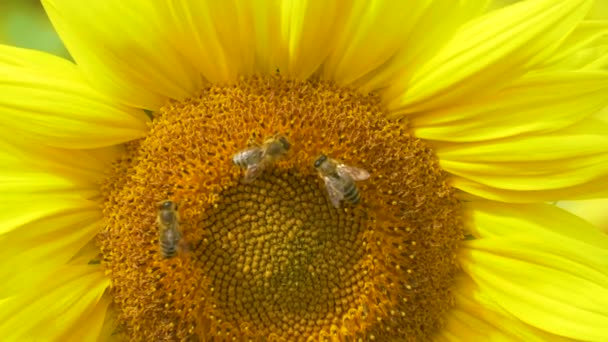 MACRO, DOF: Tres abejas ocupadas recogen polen de un hermoso girasol en flor — Vídeos de Stock