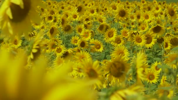 CERRAR: Hermosa vista de un campo de girasoles balanceándose en la brisa de verano — Vídeos de Stock