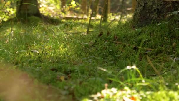 CERRAR, DOF: La cálida luz del sol del otoño ilumina el suelo húmedo y musgoso del bosque. — Vídeo de stock