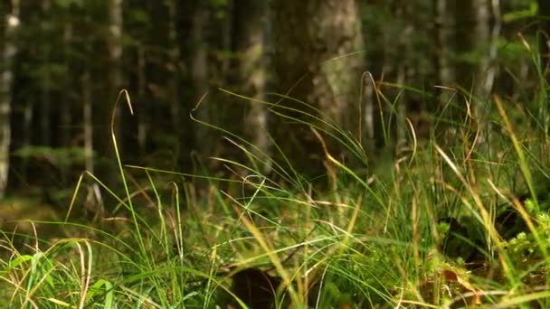 MACRO, DOF: Los tallos de hierba que crecen del suelo musgoso se balancean en la brisa — Vídeo de stock