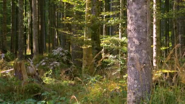 FECHAR UP: Vista panorâmica de uma floresta remota coberta de grama longa e musgo . — Vídeo de Stock