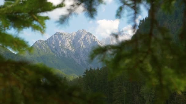 CLOSE UP: Borové větve brání výhledu na masivní skalnatou horu ve Slovinsku. — Stock video