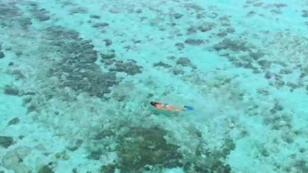 Vliegen boven een meisje dat snorkelt en het herstellende koraalrif verkent — Stockvideo