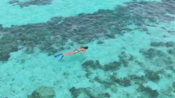 AERIAL: Vrouwelijke snorkelaar duikt rond turquoise oceaan en verkent koraalrif — Stockvideo