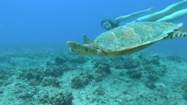 UNDERWATER: Female snorkeler swims along beautiful turtle exploring coral reef — Stock Video