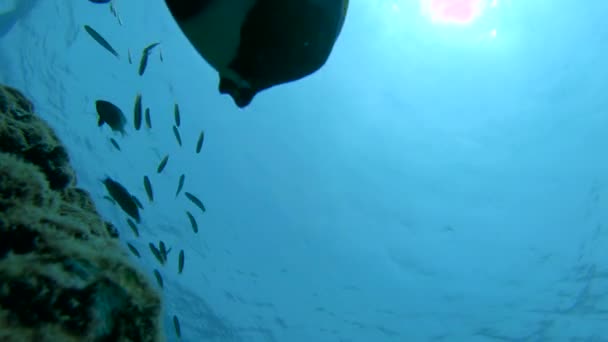 UNDERWATER: Vacker utsikt över färgglada tropiska fiskar simmar nära korallrev — Stockvideo
