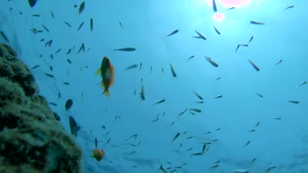 UNDERWATER: Bright summer sun shines on exotic species of fish near a coral reef — Stock Video