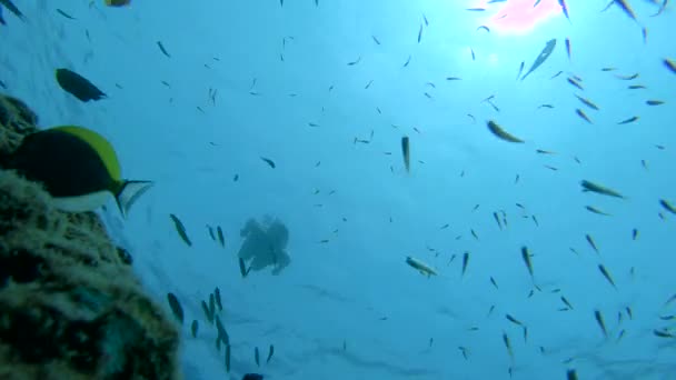 UNDERWATER: Female snorkeler dives down towards the reef and scares small fish — Stock Video