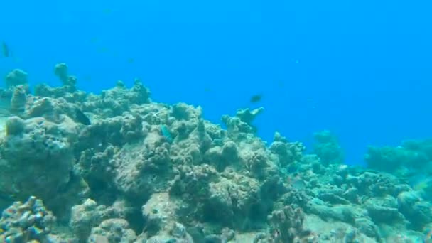 AGUA SUPERIOR: Triste vista en primera persona del buceo a lo largo de un arrecife de coral exótico blanqueado . — Vídeo de stock