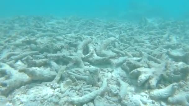 POV: Los peces tropicales nadan alrededor de los corales muertos destruidos por el calentamiento global . — Vídeos de Stock