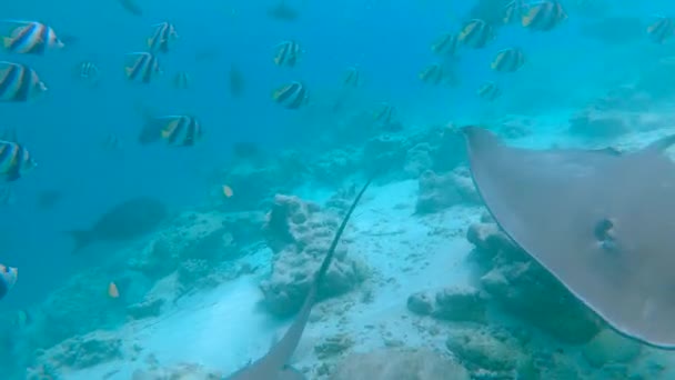 POV: Majestátní rejnoci a barevné tropické ryby plavou kolem korálového útesu. — Stock video