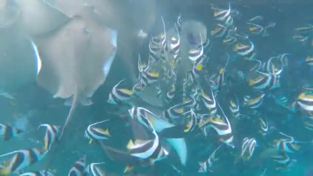 Lélegzetelállító kilátás a trópusi halak és ráják raj etetésére — Stock videók