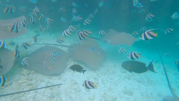 Häpnadsväckande stingrockor simmar med ett stim av färgglada tropiska fiskar.. — Stockvideo
