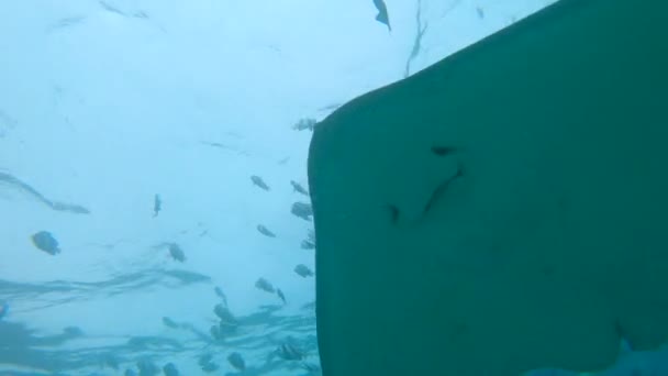 AGUA SUPERIOR: Mujer joven buceando en Maldivas alimenta a peces tropicales y mantarrayas — Vídeos de Stock