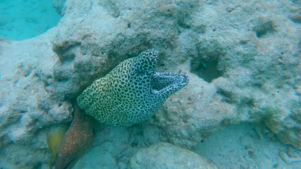 Adembenemend beeld van drie gapende murenas in hun natuurlijke habitat.. — Stockvideo