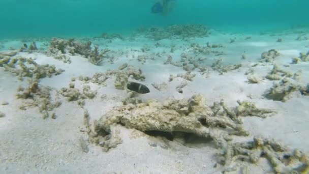 ONDERWATER: Onherkenbare vrouwelijke duiker verkent het koraalrif kerkhof. — Stockvideo