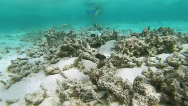 AGUA SUPERIOR: Mujer joven buceando alrededor del océano nada sobre un arrecife de coral blanqueado — Vídeos de Stock