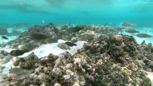 UNDERVATTEN: Tropiska fiskar vandrar runt resterna av ett en gång levande korallrev — Stockvideo