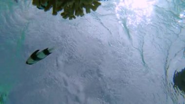 Okyanusu keşfeden erkek gezgin, ölmekte olan bir mercanın yanından şnorkelle geçer..