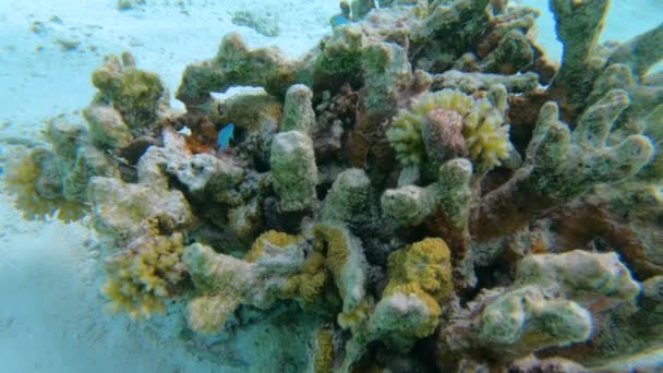 水中:気候変動によって破壊された死んだサンゴ礁の上で新しいサンゴが成長する — ストック動画