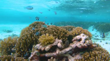 Küçük egzotik balıklar kumlu okyanus tabanında kahverengi bir mercanın etrafında yüzerler.