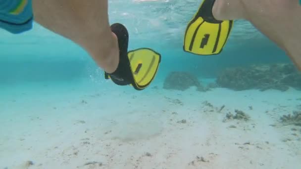 현대인: 활동적 인 남성 관광객들 이 바닷속 스노클링을 하기 위해 오리발을 쓰고 있다. — 비디오