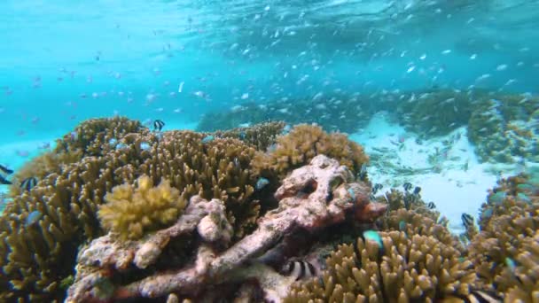 水中:ターコイズブルーの海の底に広がるサンゴとエキゾチックな魚の風景. — ストック動画