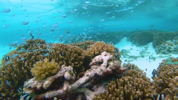 水中:モルディブの活気ある海洋生物のダイナミックな水中ビュー. — ストック動画