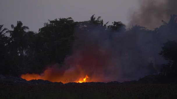Discarica locale vicino foresta esotica sta bruciando plastica e distruggendo l'ambiente — Video Stock