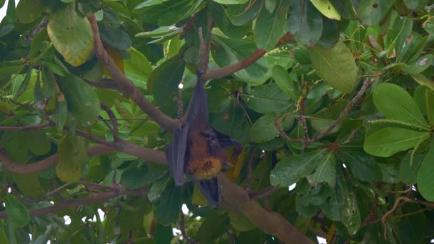Děsivý černý samec megabatu visí na větvi, zatímco se upravuje — Stock video