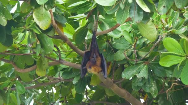 CHIUSURA: Un pipistrello della frutta si pulisce mentre è appeso a testa in giù da un albero esotico — Video Stock