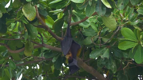Nah dran: Eine große männliche Flughund pflegt sich im Kronendach eines tropischen Baumes.