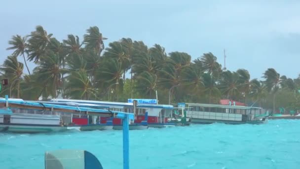 CLOSE UP: Hurrikanwinde verbiegen die Palmenzweige, während sie über den Hafen wehen — Stockvideo