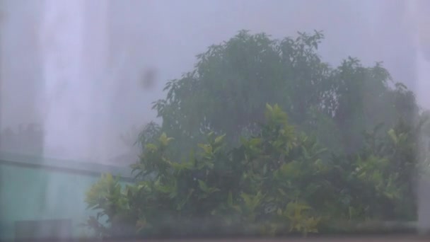 CLOSE UP: Intensiv skyfall vatten ett stort exotiskt träd omgivet av lantliga hus — Stockvideo