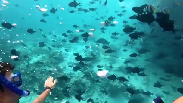 SELFIE Breathtaking view of male snorkeler diving with a school of tropical fish — Stock Video