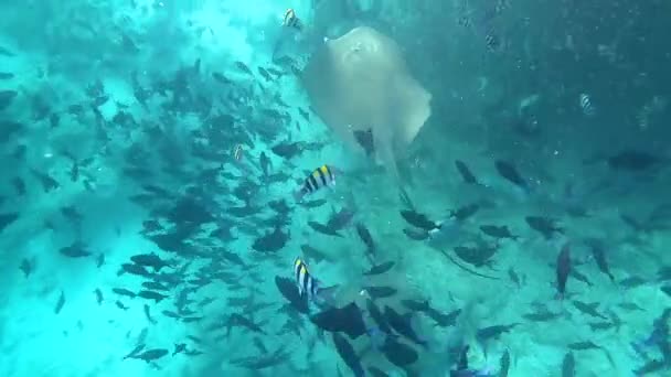 UNDERWATER: Захватывающий вид на стаю экзотических рыб, плавающих со скутерами — стоковое видео