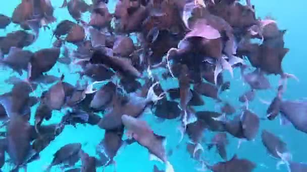 CLOSE UP Beautiful shot of a school of black tropical fish swimming around ocean — Stock Video