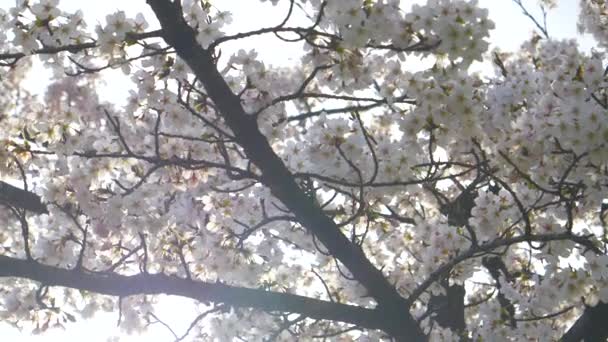 CLOSE UP: Ontluikende kersenboom takken strekken zich uit over de mistige lente ochtend hemel — Stockvideo