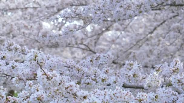 Sluiten: lentebries waait over een boomgaard vol bloeiende kersen — Stockvideo